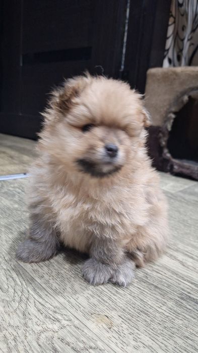 Продаются Щенки шпица