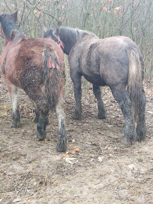 Formulează astăzi suma de un an de zile