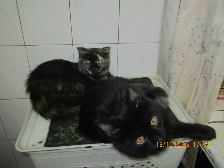 Котята в добрые руки. смотрите другие объявления автора