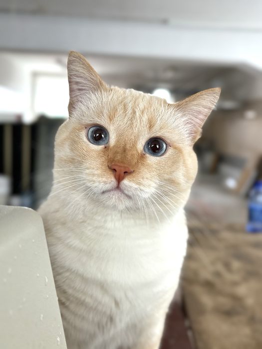 Кот Сема ищет семью