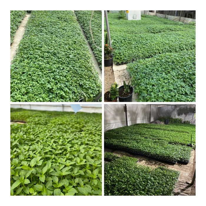 Rasaduri calitatea1 (priducator local)