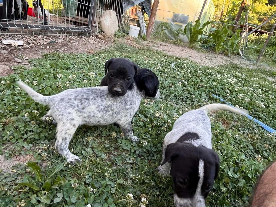Donez căței din rasa pointer, au 4 săptămâni