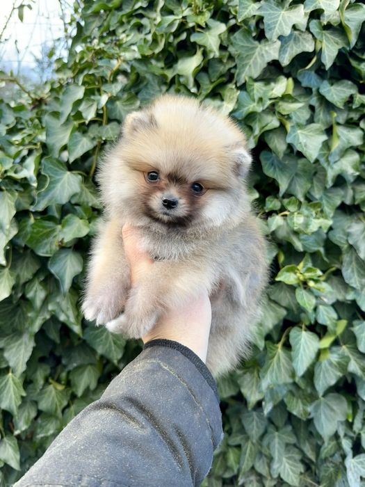 Померан мини момче. Померанче