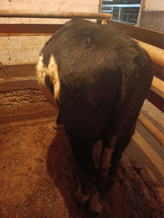 Продам бычка 1.5 года