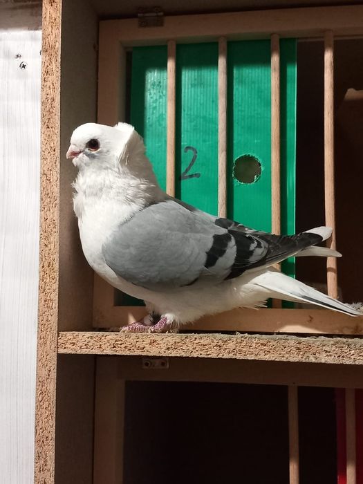 Pescarusi germani 200 roni