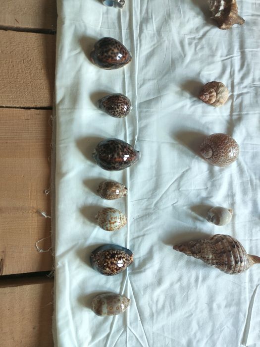 Colecție deosebită cochilii