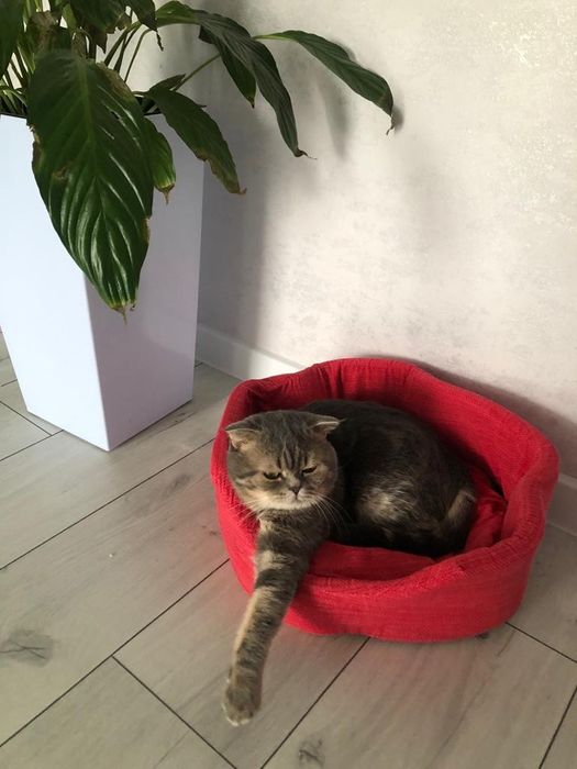 кот британец вислоухий