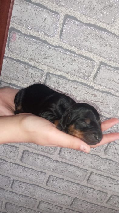 Щенки таксы бронь