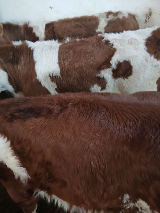 Taurasi baltati intarcati