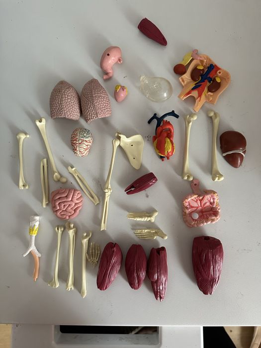 Componente corpul uman DeAgostini