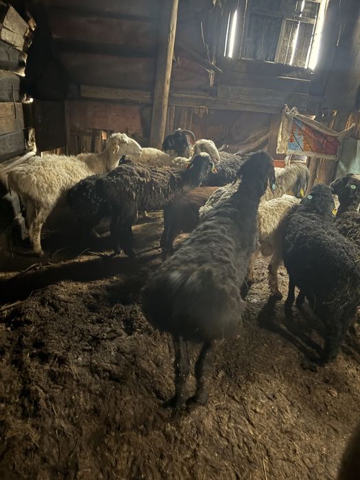 Қойлар оптом сатылады