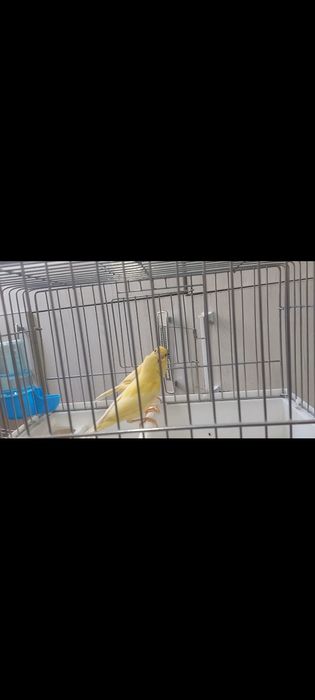 Сотилади кушлар 5 та мода