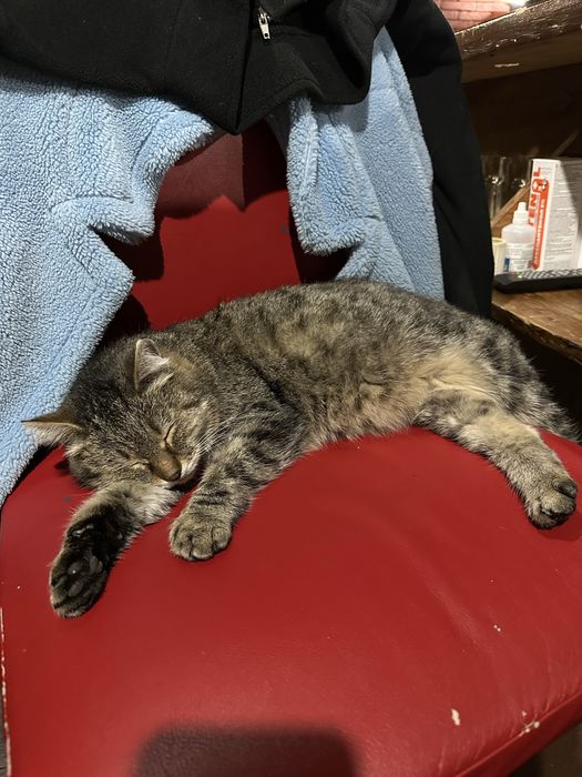 Отдам кота в добрые руки