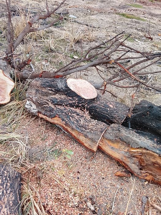 O'tin kesilgan tayyor