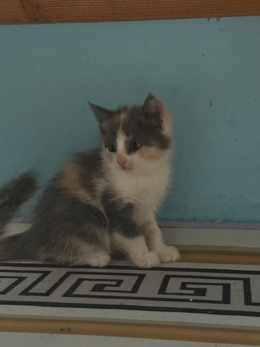 марғаулар сенімді қолға тапсырылады