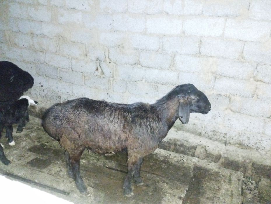 Кошкар сатылады 2 мезгіл жемде тұрған токты кошкар