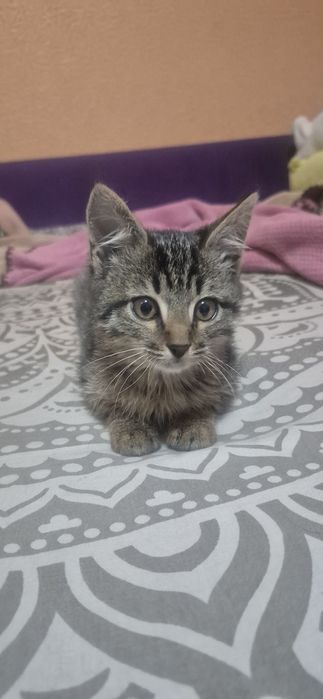 Отдам котенка в добрые руки