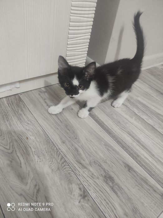 Котёнка в добрые руки