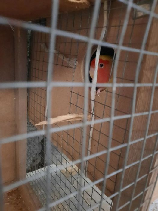 Бизнес килиш учун тайёр ишлаётган Неразлучные попугайлар сотилади.