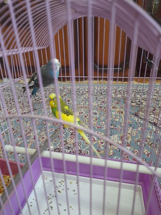 Продам попугаев ..