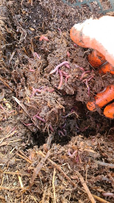 Красный калифорниский черви