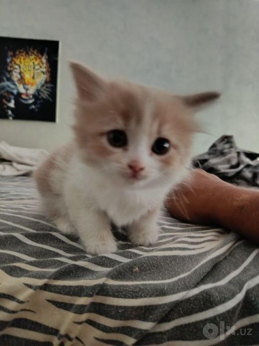 Отдам даром котят