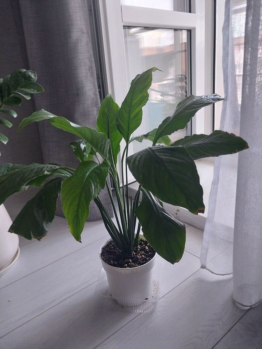 Продам комнатные цветы