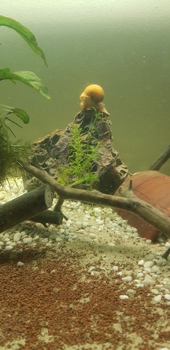 Melci pomaceea MARI!