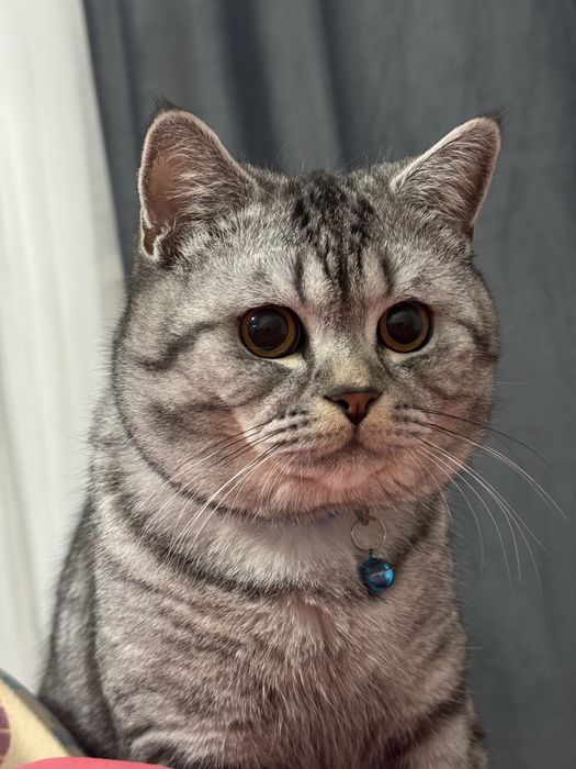 Вязка! Ищем кошку для моего красавчика