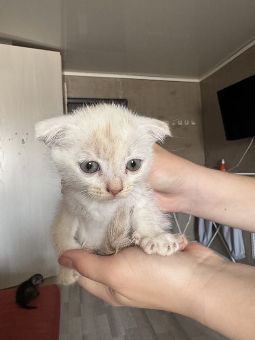 Пррдаются котятя