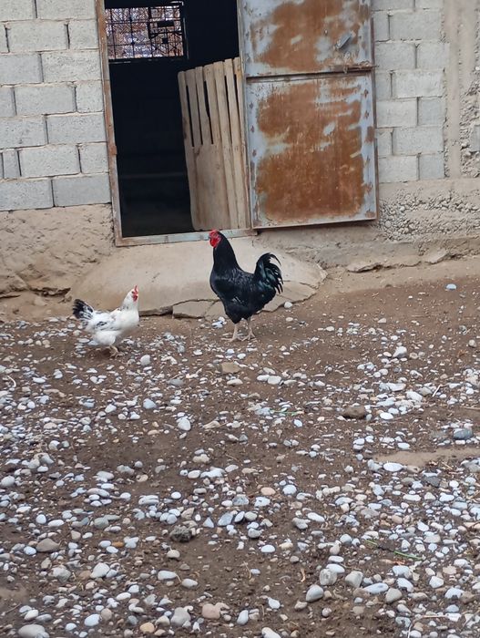 Продам курей срочно