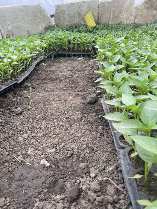 Rasaduri legume de vanzare