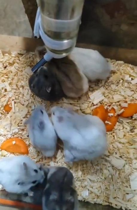 В продаже хомяки
