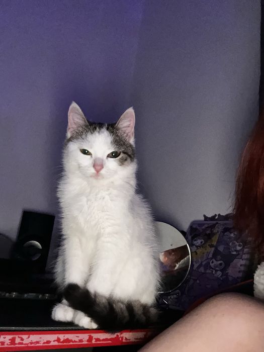 Отдаю трех кошечек в добрые руки