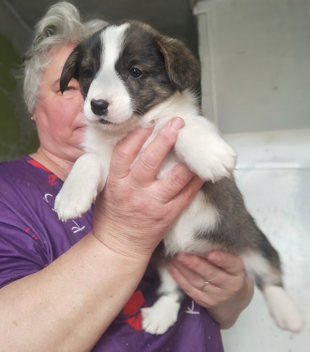 Щенки вельш корги кардиган