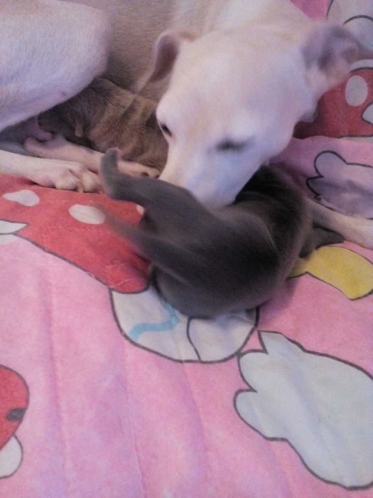 Малка италианска хрътка. Левретка