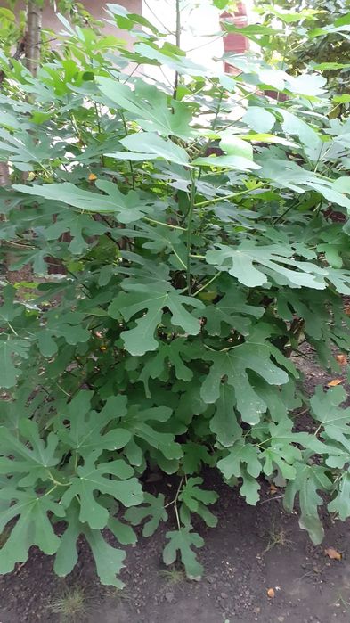 Smochini de vânzare