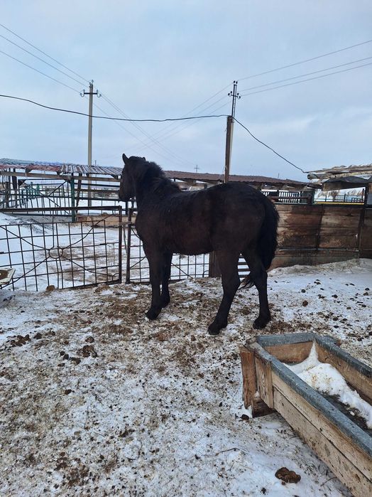 Продам жеребца полутяж.