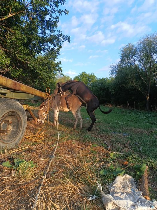 Doua magarite la pereche