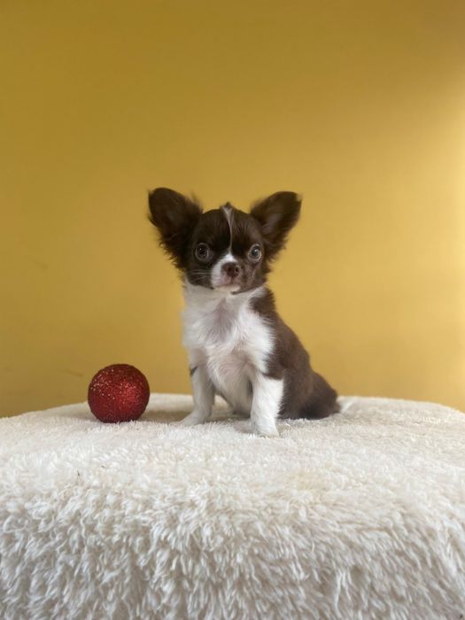 Дългокосместо чихуахуа