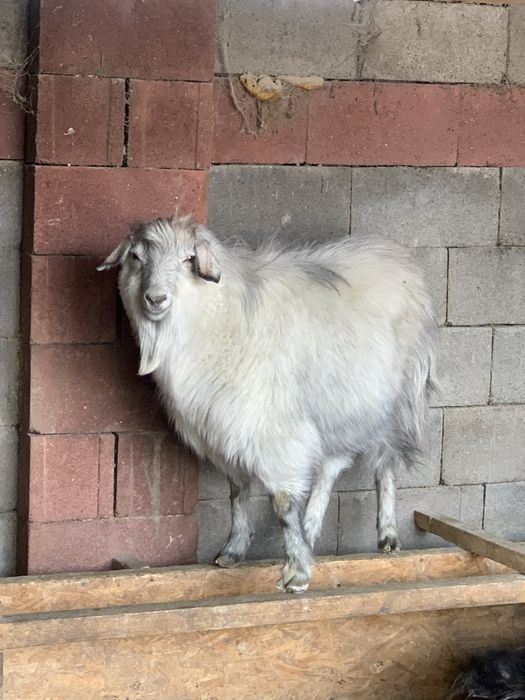 Продам коз жирные