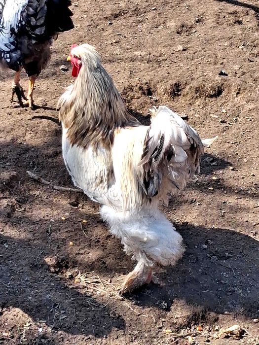 Cocos Brahma 2025