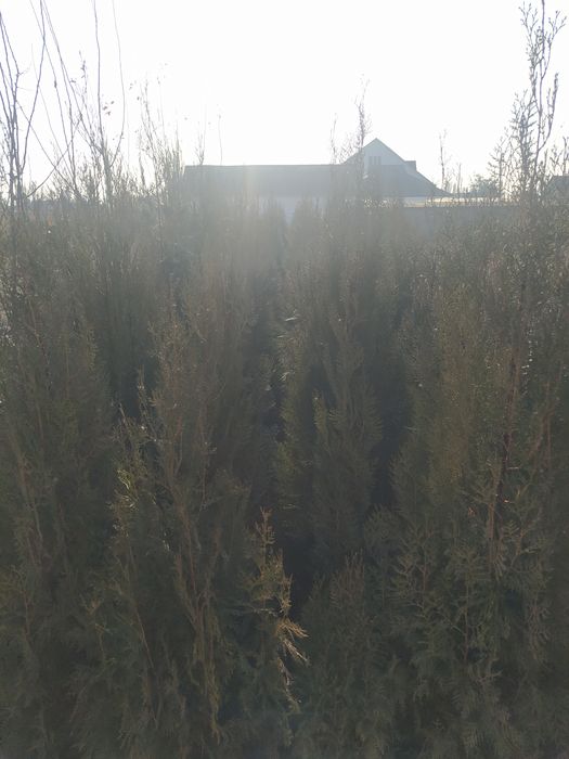 Продается Туя и Берёза