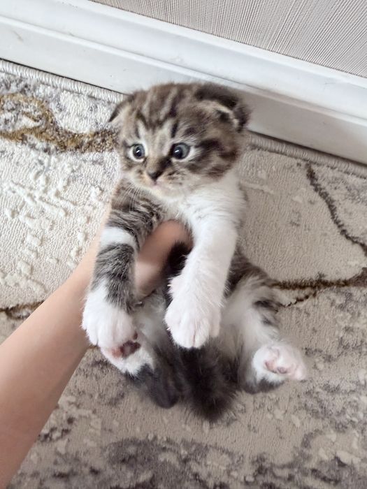 Котята вислоухая