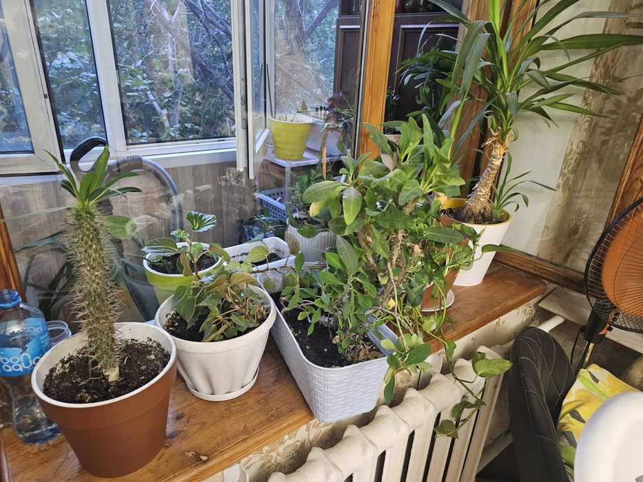 Комнатные растения