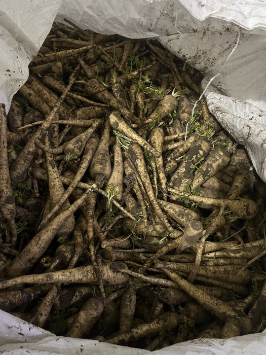 Pastarnac de vanzare