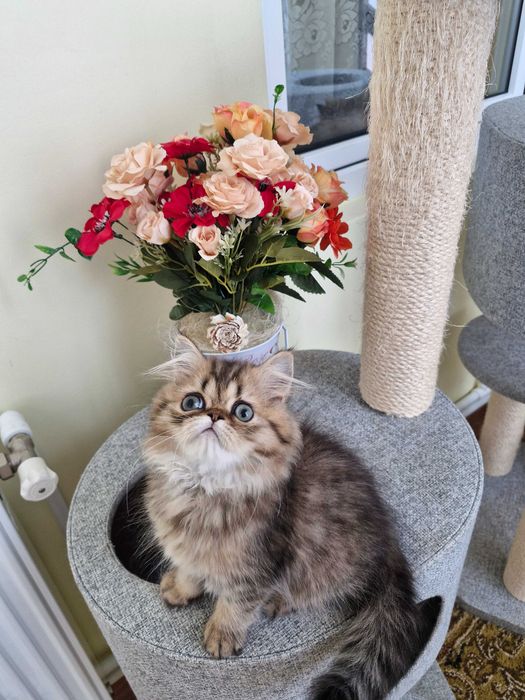 Motanel persan cu pedigree