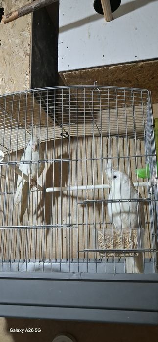 Карелла дубайский парода.