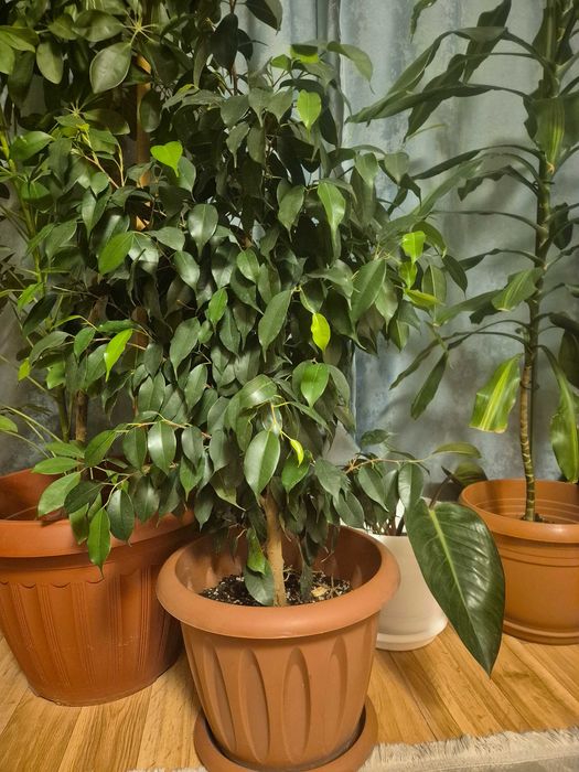 Комнатные цветы фикус