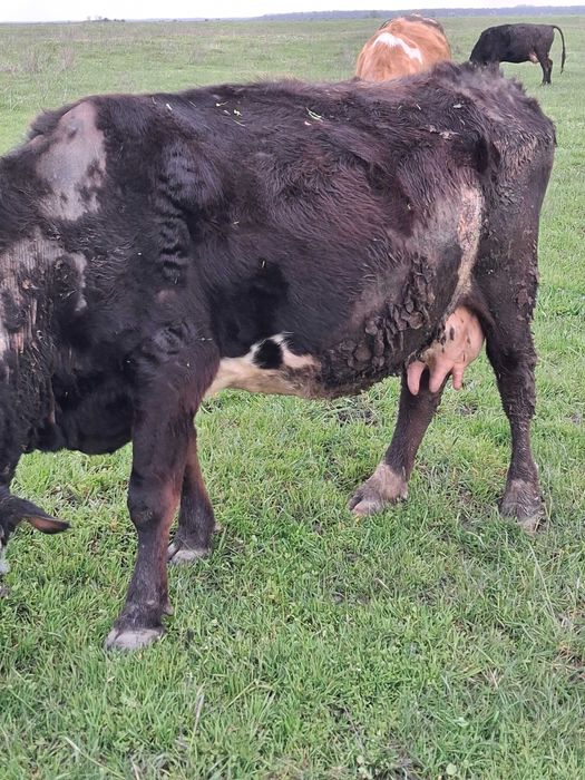 Vaci fătate de vânzare